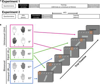 Investigating Different Levels of Bimanual Interaction With a Novel Motor Learning Task: A Behavioural and Transcranial Alternating Current Stimulation Study